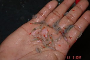 fairy shrimp 02